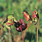 Newfoundland Provincial Flower