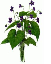 New Brunswick Provincial Flower