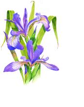 Quebec Provincial Flower