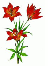 Saskatchewan Provincial Flower